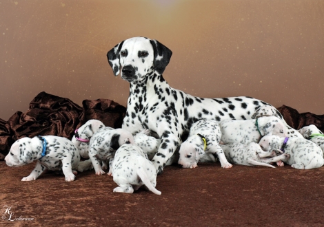 Christi ORMOND Now and Forever with her Christi ORMOND V - Litter 3rd week of life