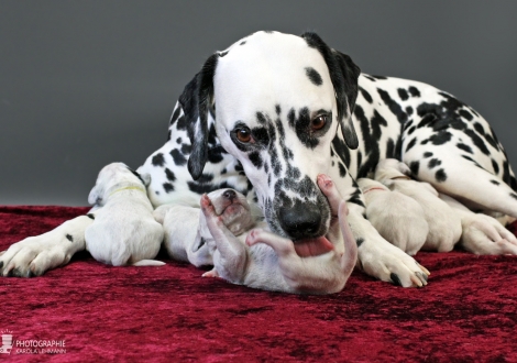 Christi ORMOND Queen of Adventure with her puppies 1st week of life