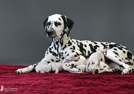 Christi ORMOND Queen of Adventure with her puppies 1st week of life