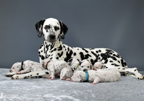 Christi ORMOND Queen of Adventure with her puppies 2nd week of life