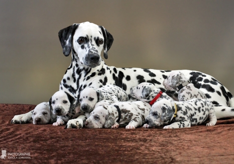 Christi ORMOND Queen of Adventure with her puppies 3rd week of life