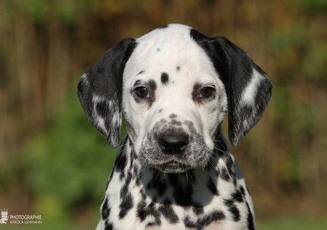 Arton Junior, male, (collar beige), colour white - black, bilateral hearing