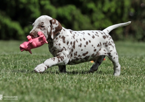 Christi ORMOND Xact Replica | male colour white - liver (collar brown)