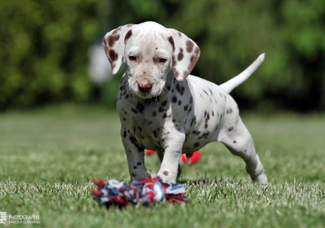 Christi ORMOND Xactly in Time | male colour white - liver (collar black)