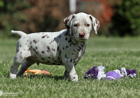 Christi ORMOND Xactly in Time | male colour white - liver (collar black)