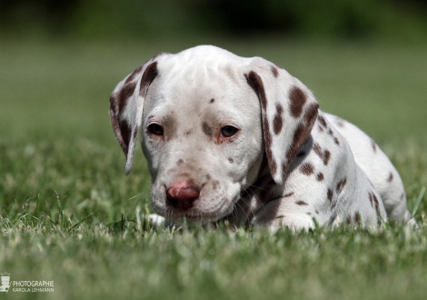 Christi ORMOND Xactly in Time | male colour white - liver (collar black)