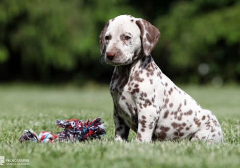 Christi ORMOND Xalted Figure | male colour white - liver (collar blue)