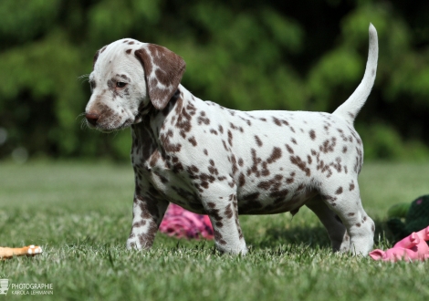 Christi ORMOND Xalted Figure | male colour white - liver (collar blue)