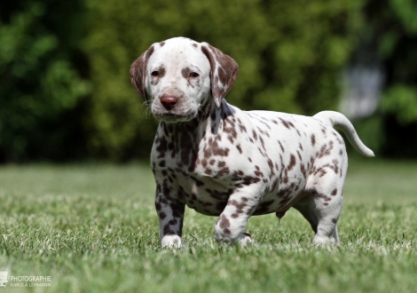 Christi ORMOND Xalted Figure | male colour white - liver (collar blue)