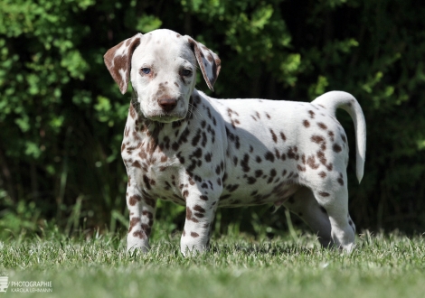 Christi ORMOND Xceptional Talent | male colour white - liver (collar green)