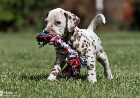 Christi ORMOND Xceptional Talent | male colour white - liver (collar green)