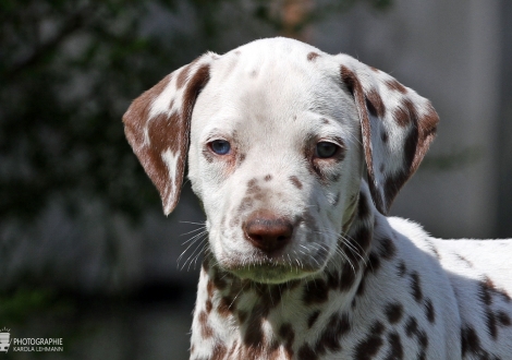 Christi ORMOND Xceptional Talent | male colour white - liver (collar green)