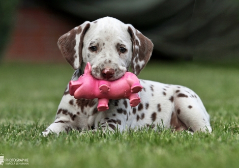 Christi ORMOND Xact Observer | male colour white - liver (collar grey)