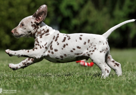 Christi ORMOND Xact Observer | male colour white - liver (collar grey)