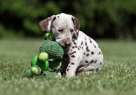 Christi ORMOND Xact Observer | male colour white - liver (collar grey)