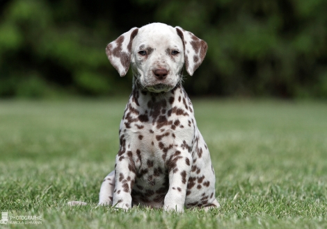 Christi ORMOND Xtended Version | female colour white - liver (collar yellow)