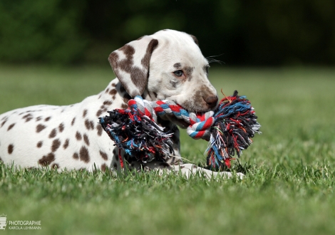 Christi ORMOND Xtended Version | female colour white - liver (collar yellow)