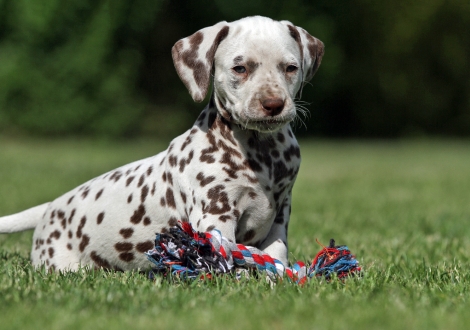 Christi ORMOND Xtended Version | female colour white - liver (collar yellow)