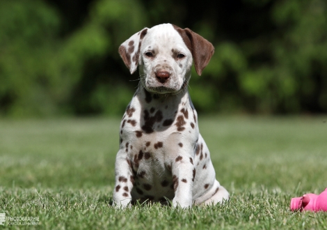 Christi ORMOND Xception to the Rule | female colour white - liver (collar orange)