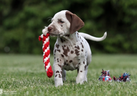 Christi ORMOND Xception to the Rule | female colour white - liver (collar orange)