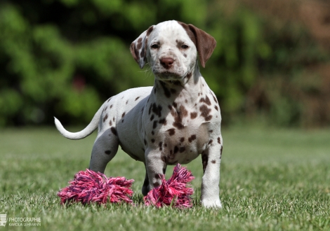 Christi ORMOND Xception to the Rule | female colour white - liver (collar orange)