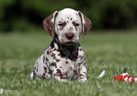 Christi ORMOND Xample for Imitation | female colour white - liver (collar purple)