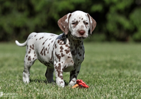 Christi ORMOND Xample for Imitation | female colour white - liver (collar purple)