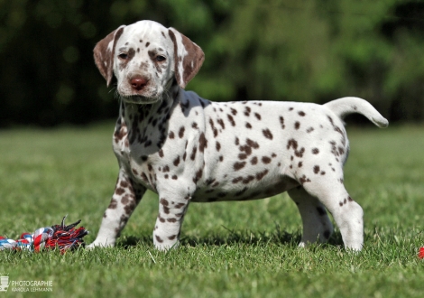 Christi ORMOND Xample for Imitation | female colour white - liver (collar purple)