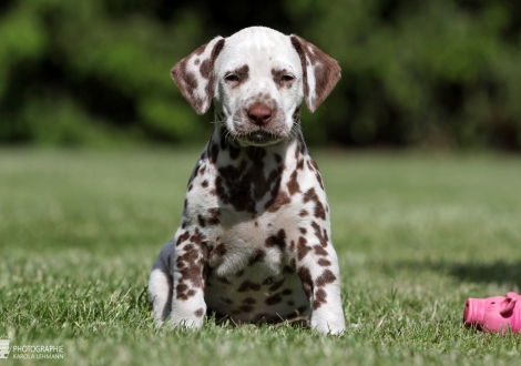 Christi ORMOND Xceptional Beauty | female colour white - liver (collar red)