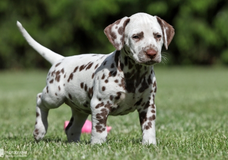 Christi ORMOND Xceptional Beauty | female colour white - liver (collar red)