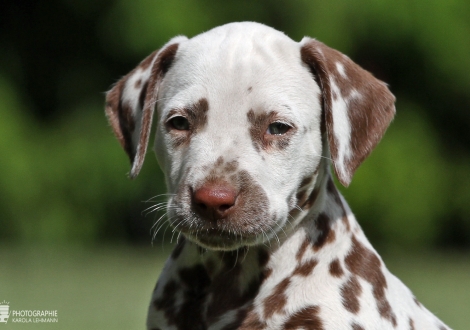 Christi ORMOND Xceptional Beauty | female colour white - liver (collar red)