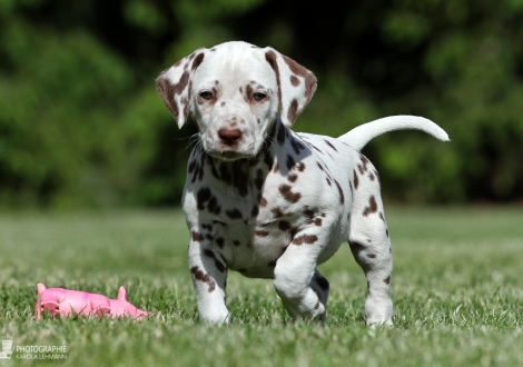 Christi ORMOND Xplorer on the Moon | female colour white - liver (collar pink)