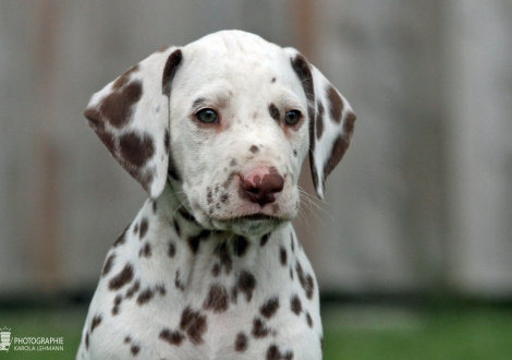 Christi ORMOND Xactly in Time | male colour white - liver (collar black)
