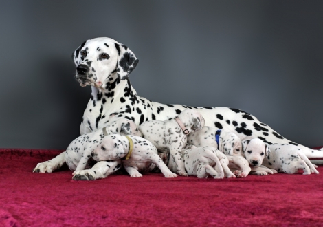 Christi ORMOND Real Diamond with her Christi ORMOND Y - Litter 3rd week of life