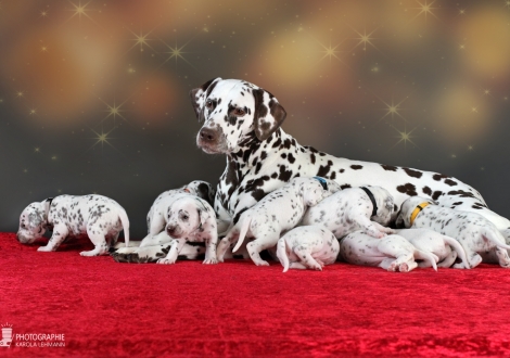 Dalmatian Dream for ORMOND vom Teutoburger Wald (called Mocha Junior) with her Christi ORMOND Z - Litter 3rd week of life