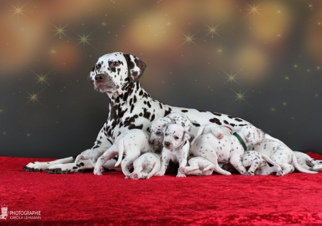 Dalmatian Dream for ORMOND vom Teutoburger Wald (called Mocha Junior) with her Christi ORMOND Z - Litter 3rd week of life