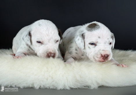 Left male | colour white - liver (collar brown) and right female | colour white - liver (collar pink)