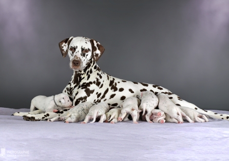 Dalmatian Dream for ORMOND vom Teutoburger Wald (called Mocha Junior) with her Christi ORMOND CC - Litter 2nd week of life