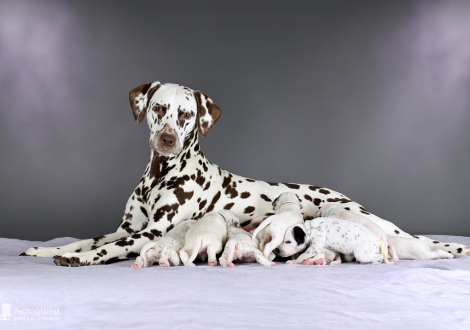 Dalmatian Dream for ORMOND vom Teutoburger Wald (called Mocha Junior) with her Christi ORMOND CC - Litter 2nd week of life