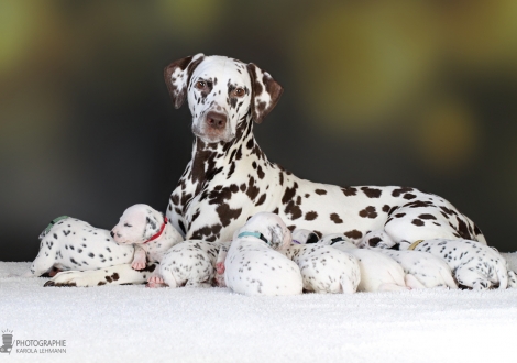 Dalmatian Dream for ORMOND vom Teutoburger Wald (called Mocha Junior) with her Christi ORMOND CC - Litter 3rd week of life