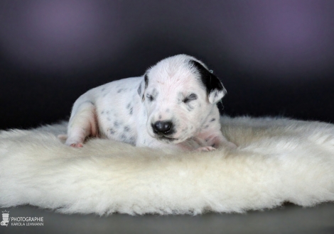 Male, colour white - black (light blue)