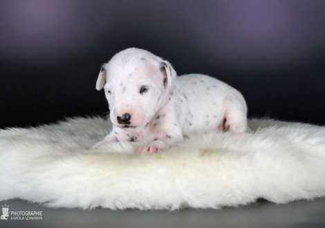 Male, colour white - black (collar blue)