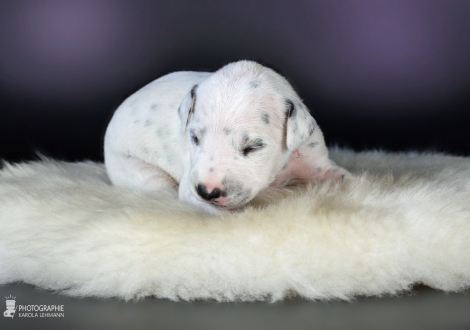 Female, colour white - black (collar red)