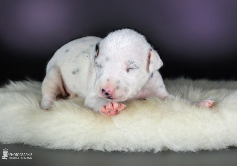 Female, colour white - black (collar purple)