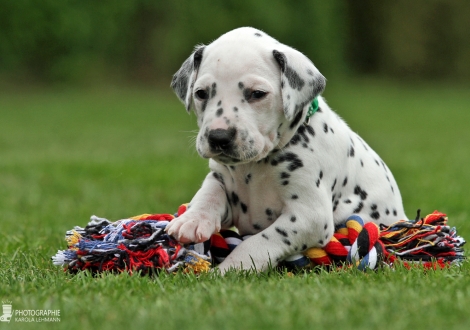 Male, colour white - black (collar green)