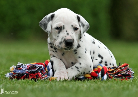 Male, colour white - black (collar green)