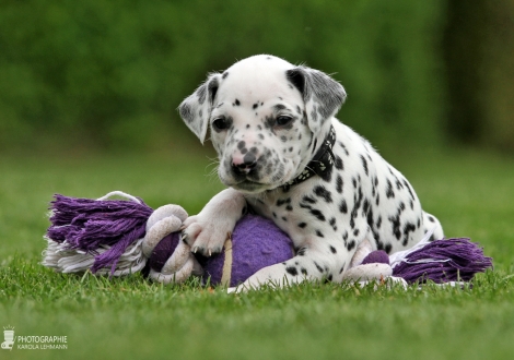 Male, colour white - black (collar black)