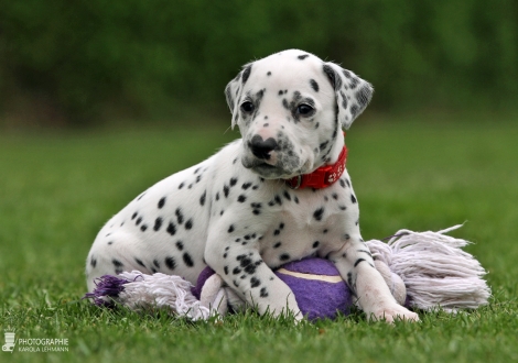 Female, colour white - black (collar red)