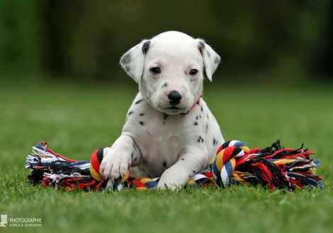 Female, colour white - black (collar orange)