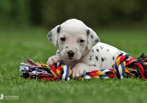 Female, colour white - black (collar orange)